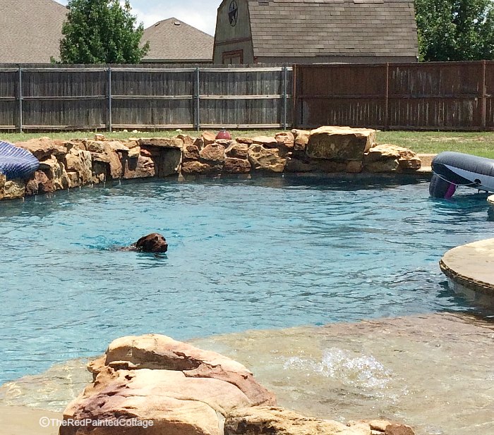 How Our Texan Grand Dogs Spend Their Summer