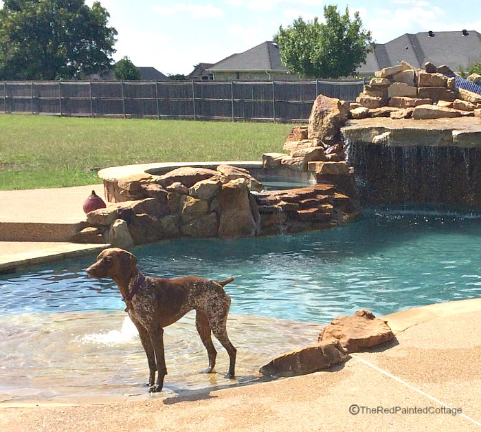 How Our Texan Grand Dogs Spend Their Summer 