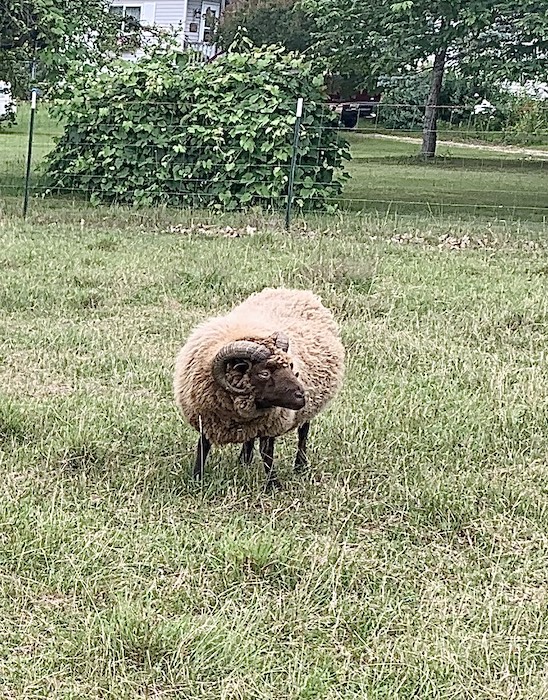 Ram at sheep farm