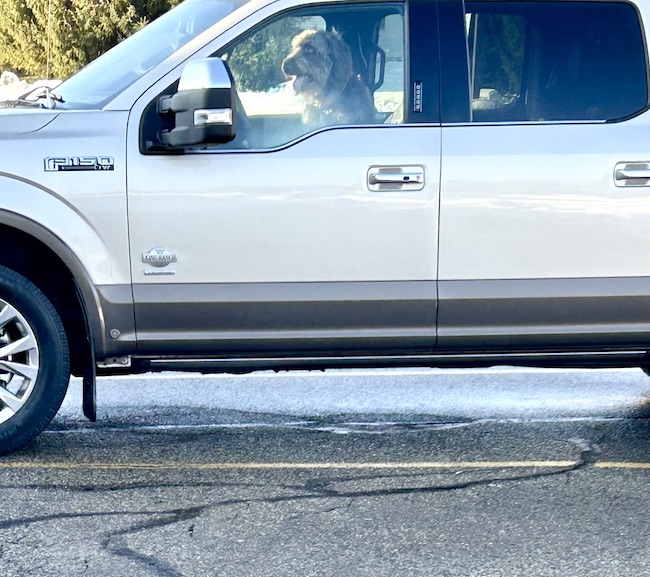 A dog driving