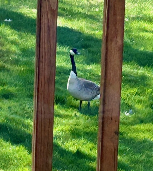 Protective Goose