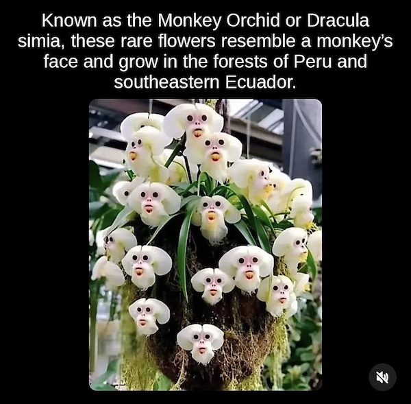 Monkey Orchid