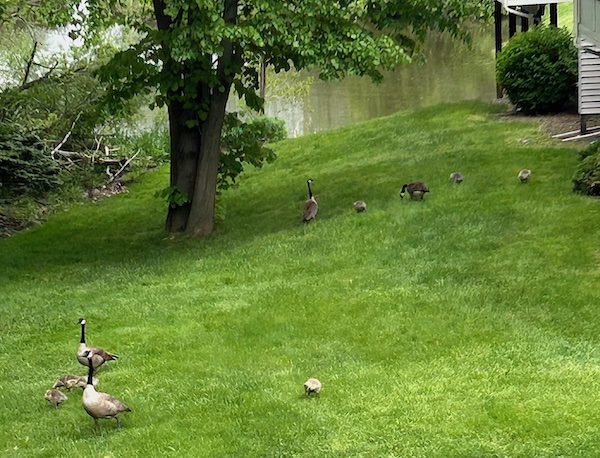 Two groups watching over their goslings