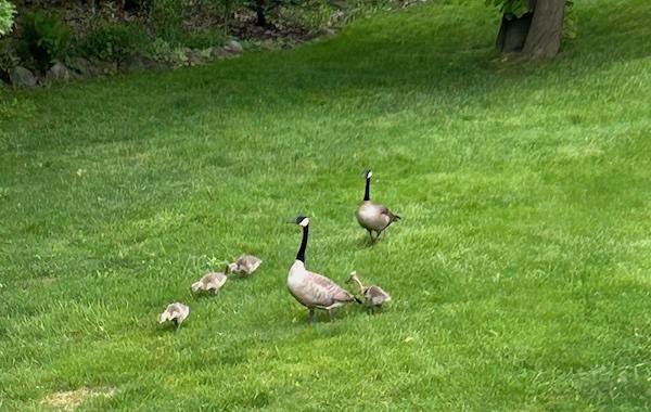 Mom, dad and their four goslings
