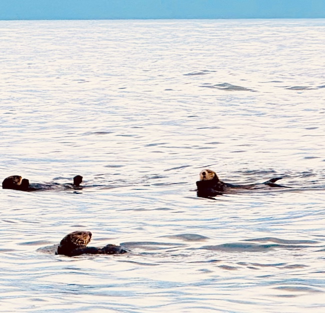 Sea Otters