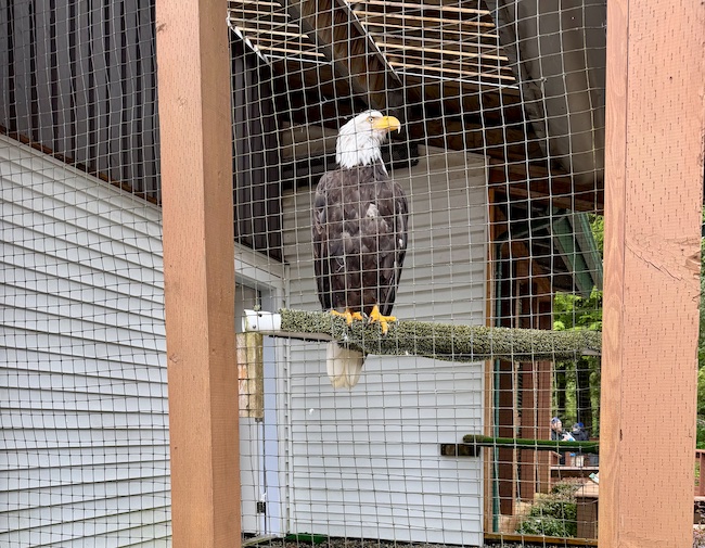 Rehab for eagles and other birds and raptors