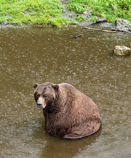 Brown bear at bear rehab facility