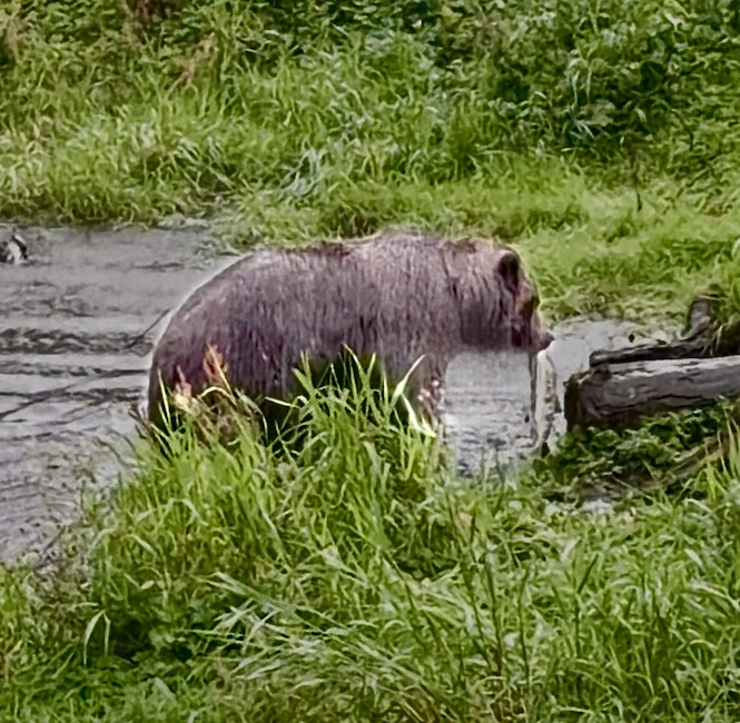 Taking his fish for his dinner