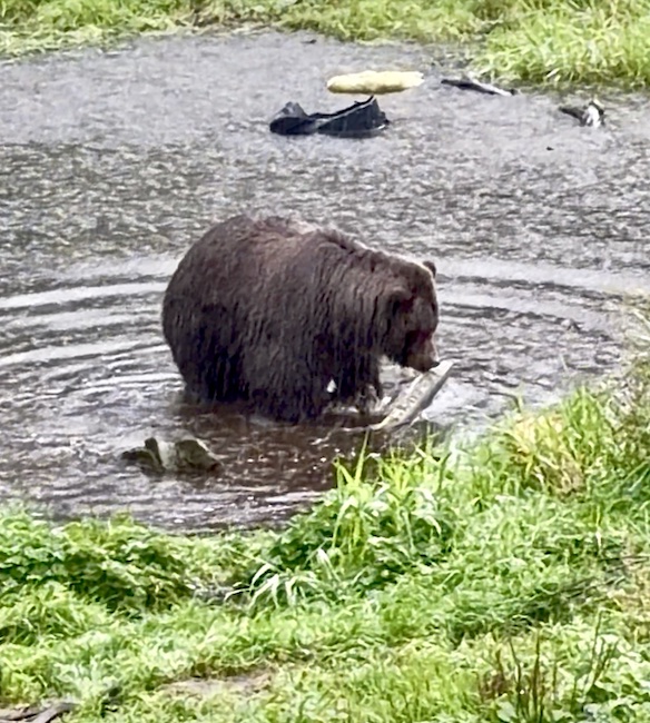 Black bear catching a fish