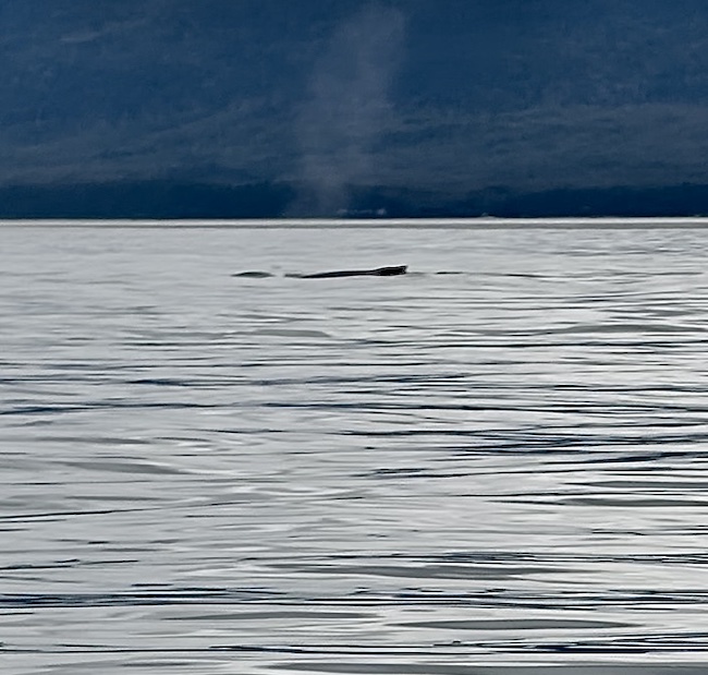 How to spot a whale