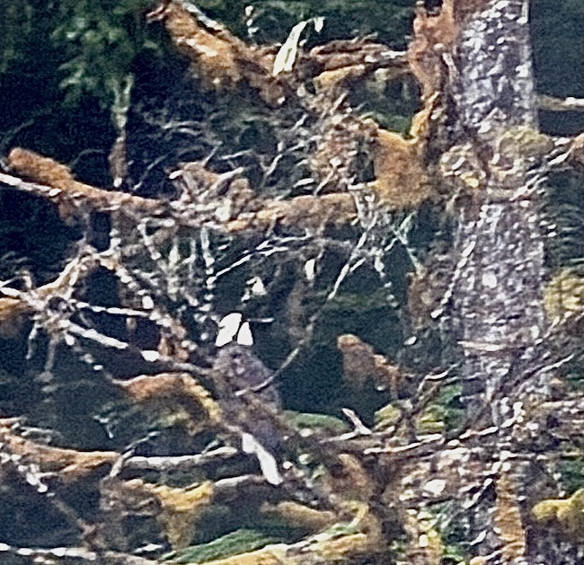 I spy a bald eagle
