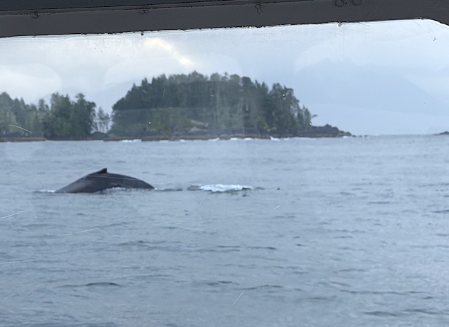 whale watching off of Juneau
