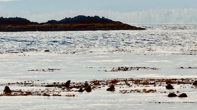 Sea Otters among the kelp