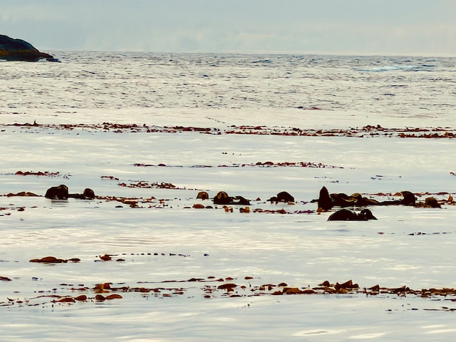 More sea otters