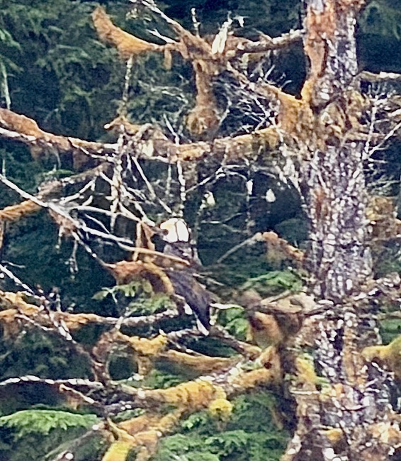 Bald Eagle